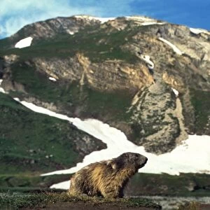 Alpine Marmot in mountain - landscape - Ecrin Alps - France