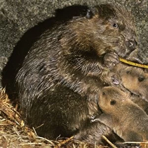 American Beavers TOM 607 Inside den - Mother feeds on the bark of a branch while the babies nurse Castor canadensis © Tom & Pat Leeson / ardea. com