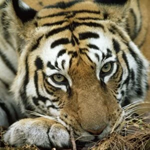 Bengal / Indian TIger - resting head on paw India