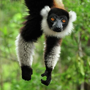 Black-and-white Ruffed Lemur - hanging upside down - Toamasina / Tamatave - Eastern Madagascar