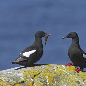 Black Guillemot - Courting pair with fish Mousa Island, Shetland Islands, UK BI010318
