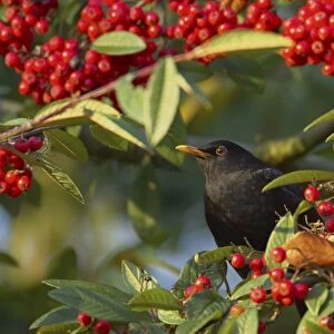 Blackbird - Feeding on Autumn Berries Turdus merula Essex, UK BI015190