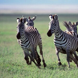 Boehm's / Grant's Zebra - herd running. Africa