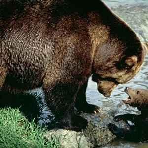 Brown Bear With cubs