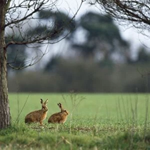 Brown Hare - x2