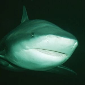 Bull / Zambezi / Ground / Cub Shark Indian Ocean