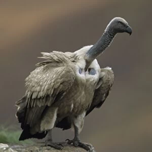 Cape Vulture - Perched on rock, South Africa - IUCN Vulnerable -Centered on Lesotho and South Africa - Live in open grassland- karooid vegetation and in the proximity of mountains for orographic lift and cliffs for roosting
