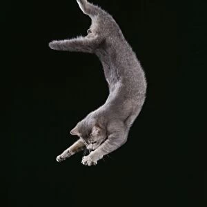 Cat JD 15233 Falling © John Daniels / ARDEA LONDON