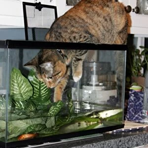 Cat playing in fish tank
