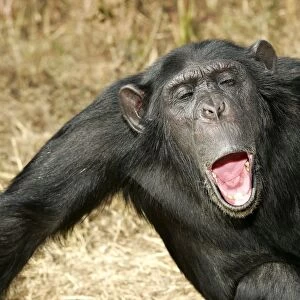 Chimpanzee - showing aggression. Chimfunshi Chimpanzee Reserve - Zambia - Afruca
