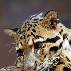 Clouded Leopard - close-up of face - India - Indochina