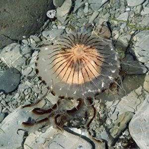 Compass Jellyfish - lundy shore UK