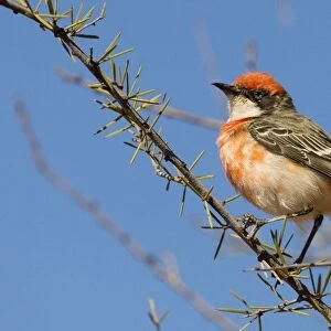 Crimson Chat - Male - Finke - Northern Territory - Australia