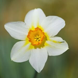 Daffodil variety ‘Sunrise Location: Cornwall, UK