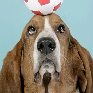 DOG. Basset hound balancing a football on head