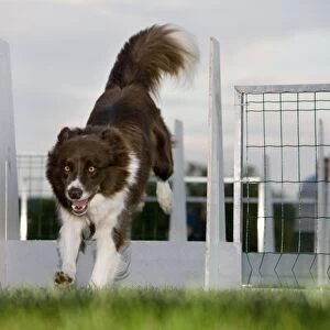 Dog - Border Collie flyball