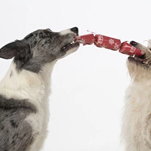 DOG. Collie x and other cross breed, holding/ pulling a Christmas cracker, studio, white background