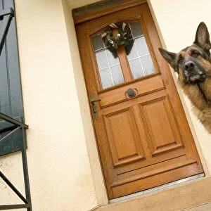 Dog - German Shepherd / Alsatian - sitting outside front door