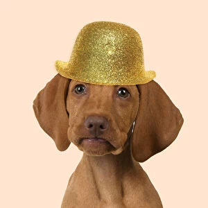DOG. Hungarian Vizsla puppy wearing a gold bowler hat