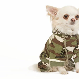 Dog - long-haired chihuahua in studio wearing camouflage jacket / jumper