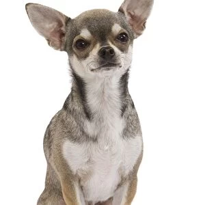 Dog - Short-haired Chihuahua