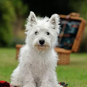DOG. West highland white terrier puppy sitting with picnic basket on tartan blanket