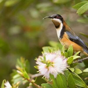 Eastern Spinebill - colourful adult male sits on a Bottle Brush bush about to suck nectar from the blossoms - Lamington National Park, Central Eastern Australian Rainforest World Heritage Area, Queensland, Australia