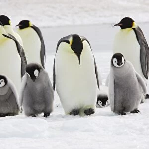 Emperor Penguin - group of adults and chick. Snow hill island - Antarctica