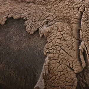 European Bison - shedding winter coat  