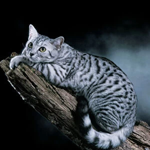 European Silver Spotted Tabby Cat Lying on branch
