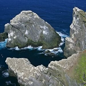 Gannet jagged cliffs and rocks of Hermaness Nature Reserve with Gannet breeding colonies Hermaness Nature Reserve, Unst, Shetland Isles, Scotland, UK