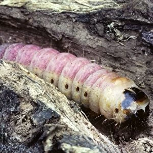 Goat Moth - caterpillar - Belgium