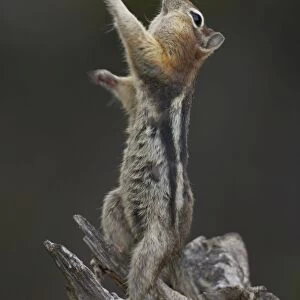 Golden-mantled Ground Squirrel - standing on hind legs with cheek pouches full of food - Montana - USA