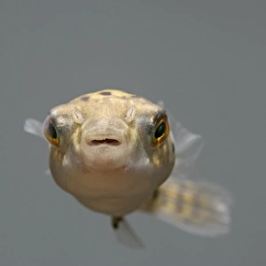 Green Puffer Fish – front view dist:s E Asia UK