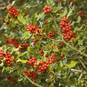 Holly bush laden with berries