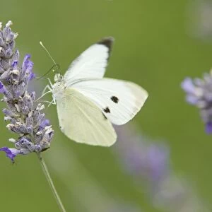 Large White Butterfly - female feeding on Lavender flower - Essex, UK IN000808