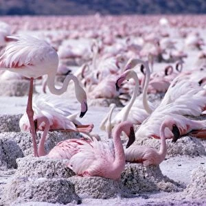 Lesser + Greater Flamingoes At nest