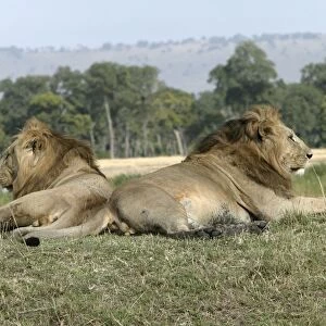 Lion - two males resting. Kenya - Africa