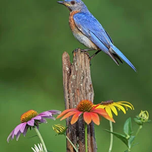 Male Eastern bluebird on old fence post with cone flowers Date: 19-07-2020