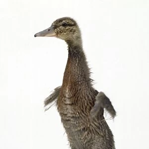 Mallard Duck - duckling 4 weeks old