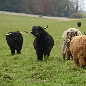 MAMMAL. highland cattle herd in a field