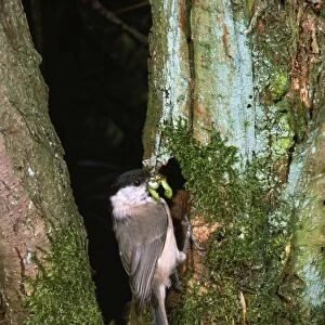 Marsh Tit - with grub in beak at nest hole