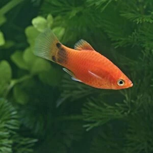 Mickey mouse molly – side view male - tropical freshwater - variant 002704