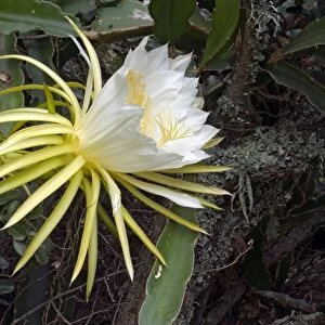 Moon Flower / Night-blooming Cereus / Pitaya / Dragonfruit / Strawberry Pear / Queen of the Night blossom. Native to West Indies, Central America and southern Mexico. Widely cultivated. Grahamstown, Eastern Cape, South Africa