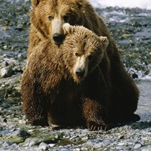 North American Brown Bear