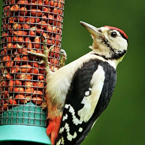 Woodpeckers Related Images