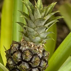 Pineapple - Pineapples were first cultivated by indigenous tribes of Brazil and Paraguay and are now grown throughout the tropics - Provide delicious fruit and are also used to make drugs to treat blood clotting