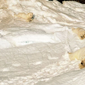 Polar Bear - mother & cubs sliding, Canadian Arctic