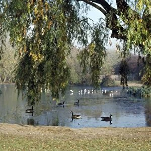 Pond Wandsworth Common, London, UK