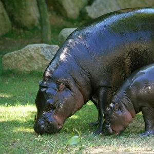 Pygmy Hippopotamus - & young